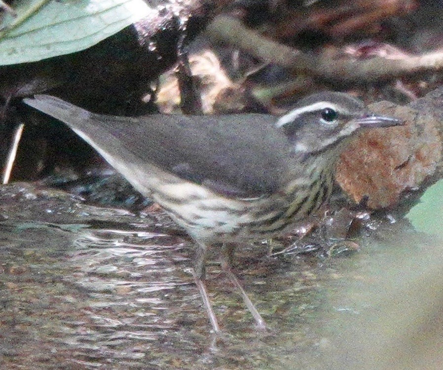 Louisiana Waterthrush - ML640065863