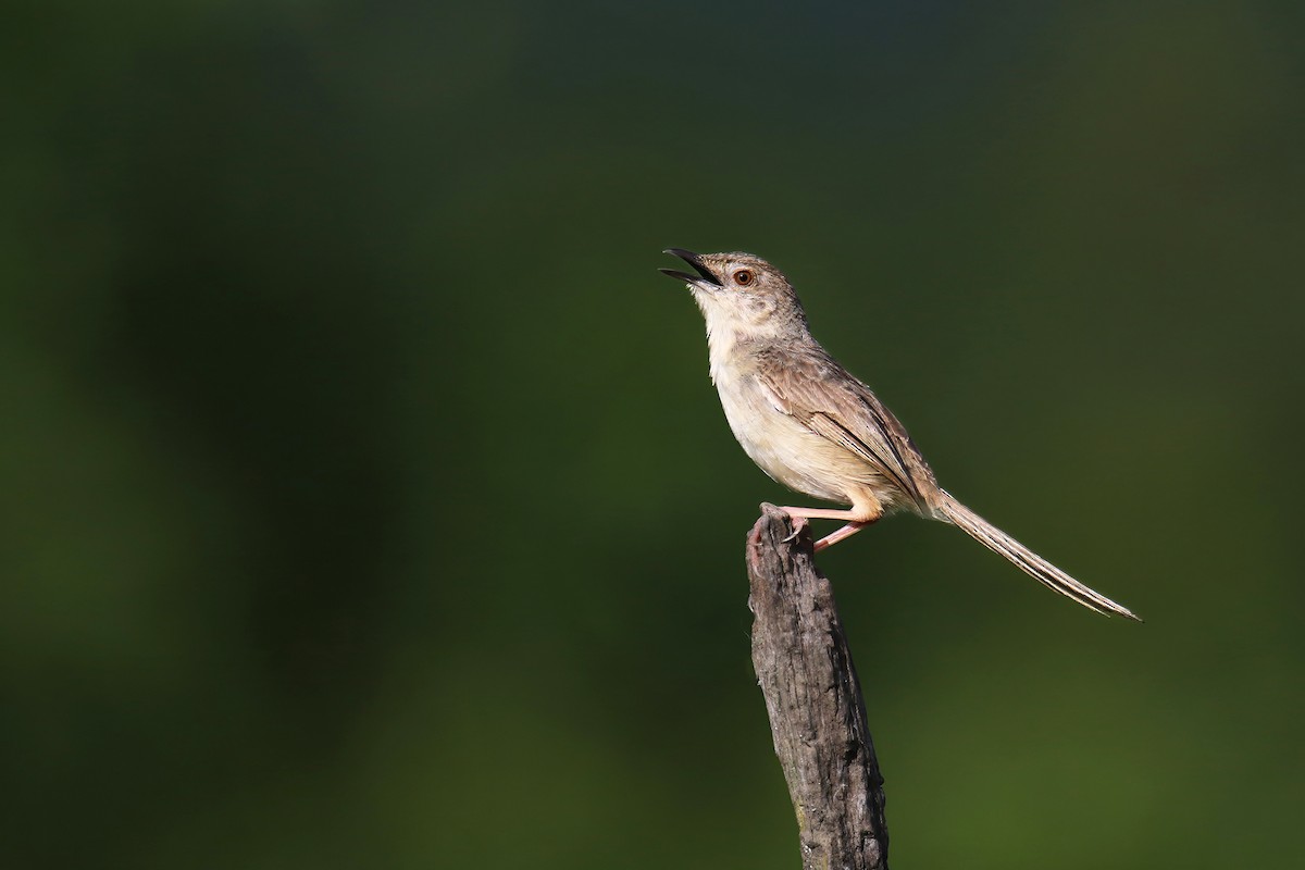 Brown Prinia - ML640065864
