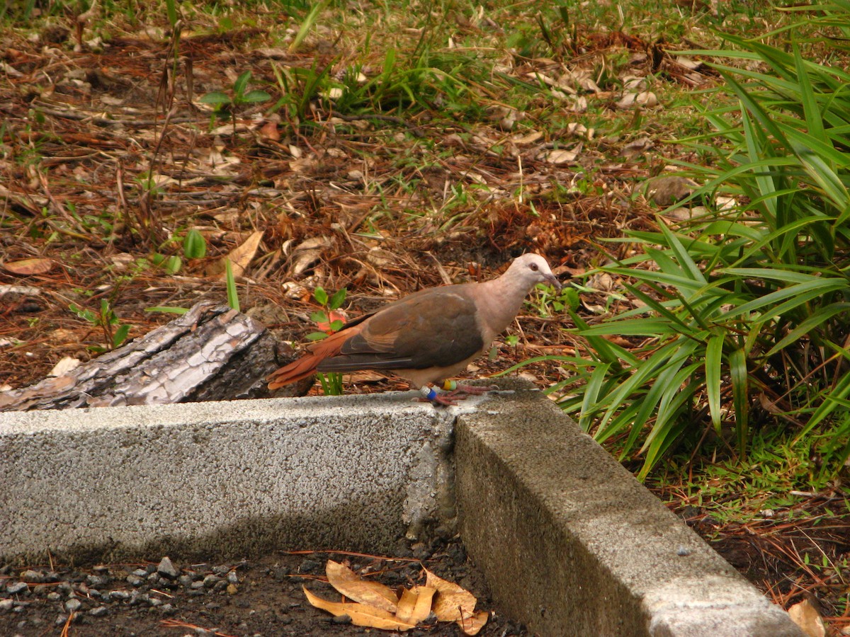 Pink Pigeon - ML640065874