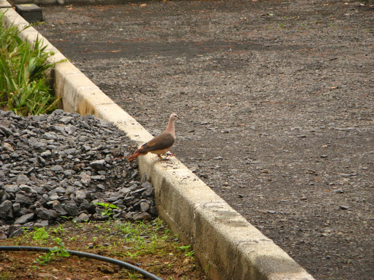 Pink Pigeon - ML640065875
