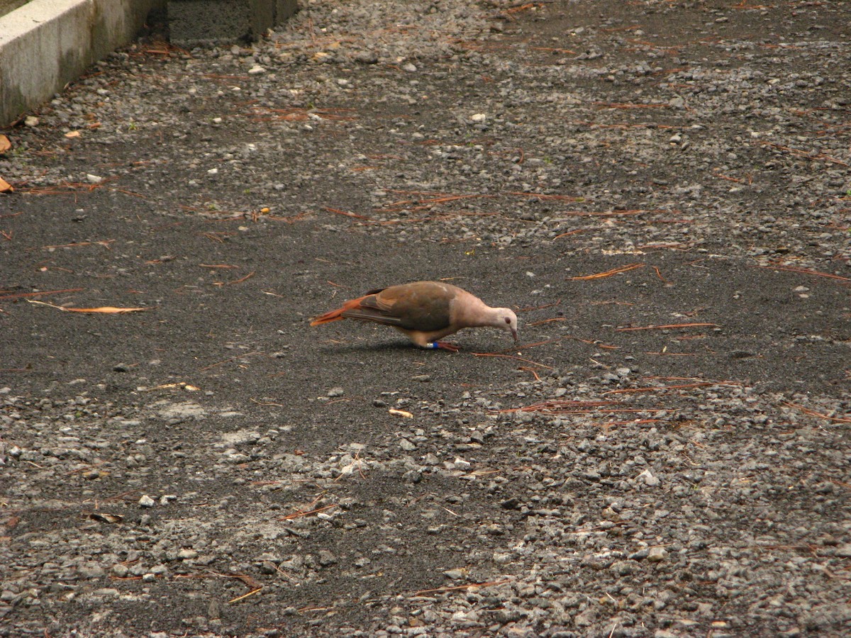 Pink Pigeon - ML640065876