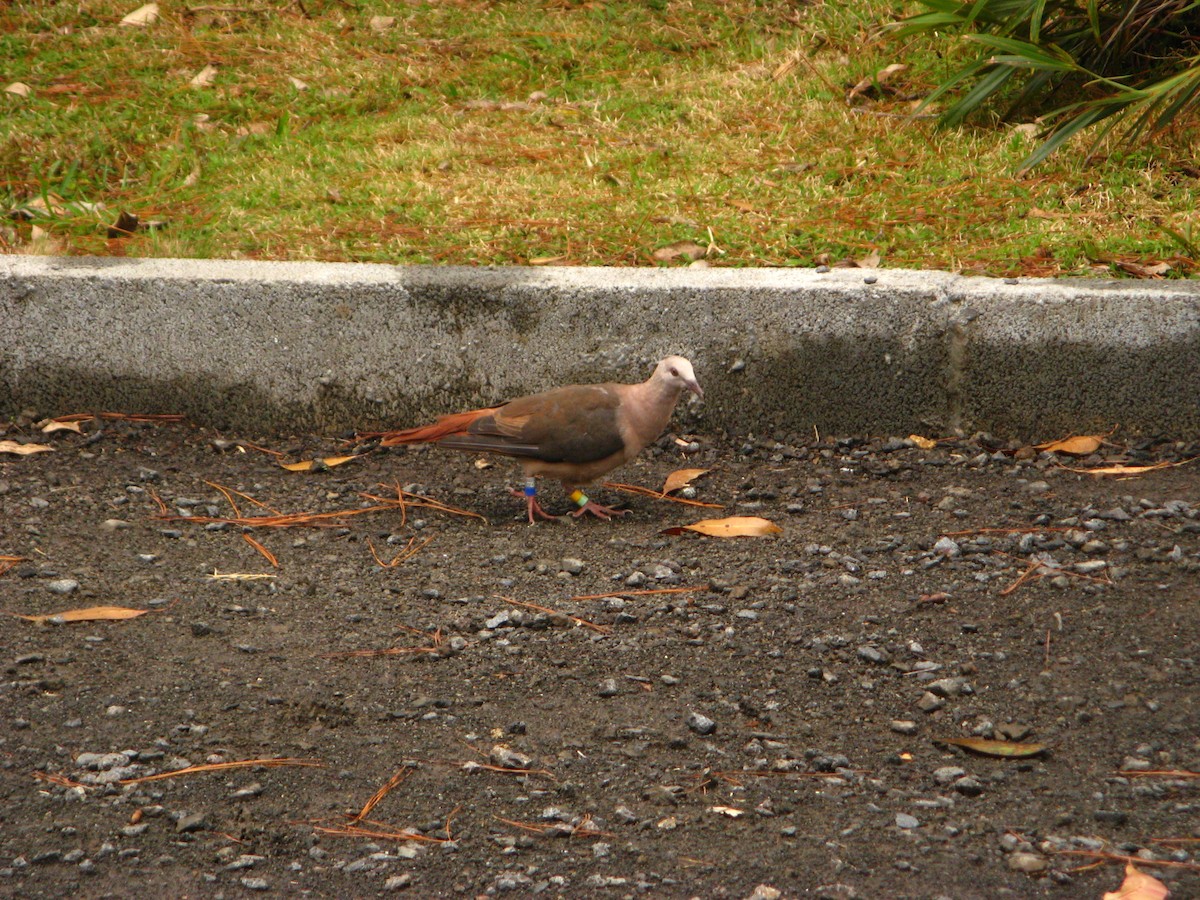 Pink Pigeon - ML640065877