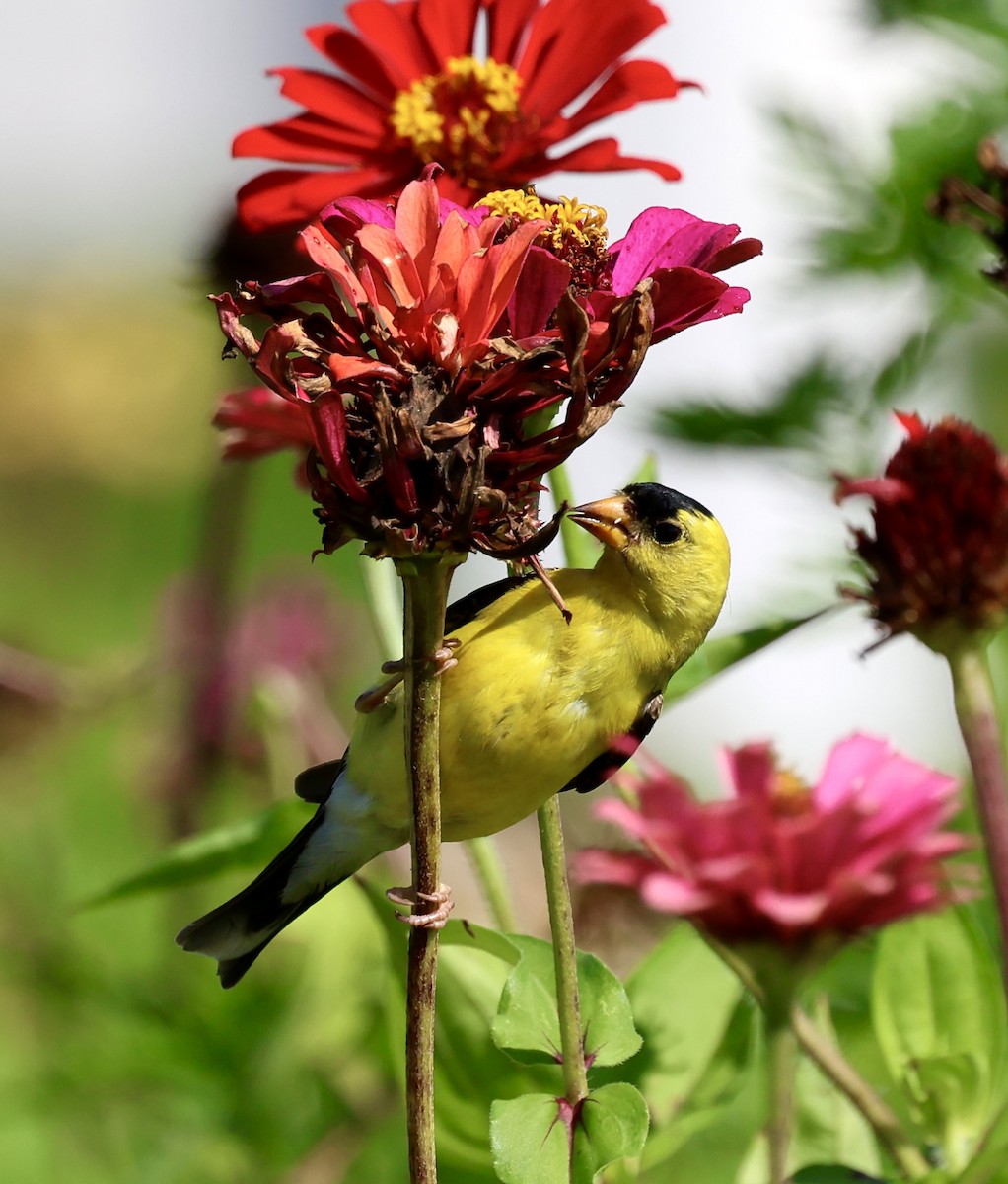 American Goldfinch - ML640065952