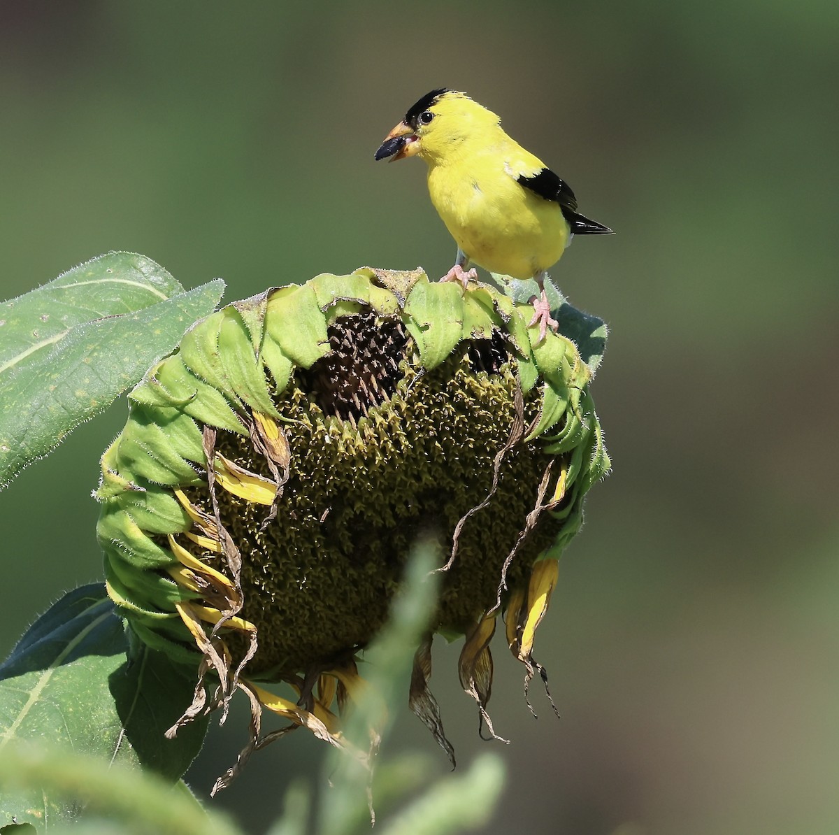 American Goldfinch - ML640065953