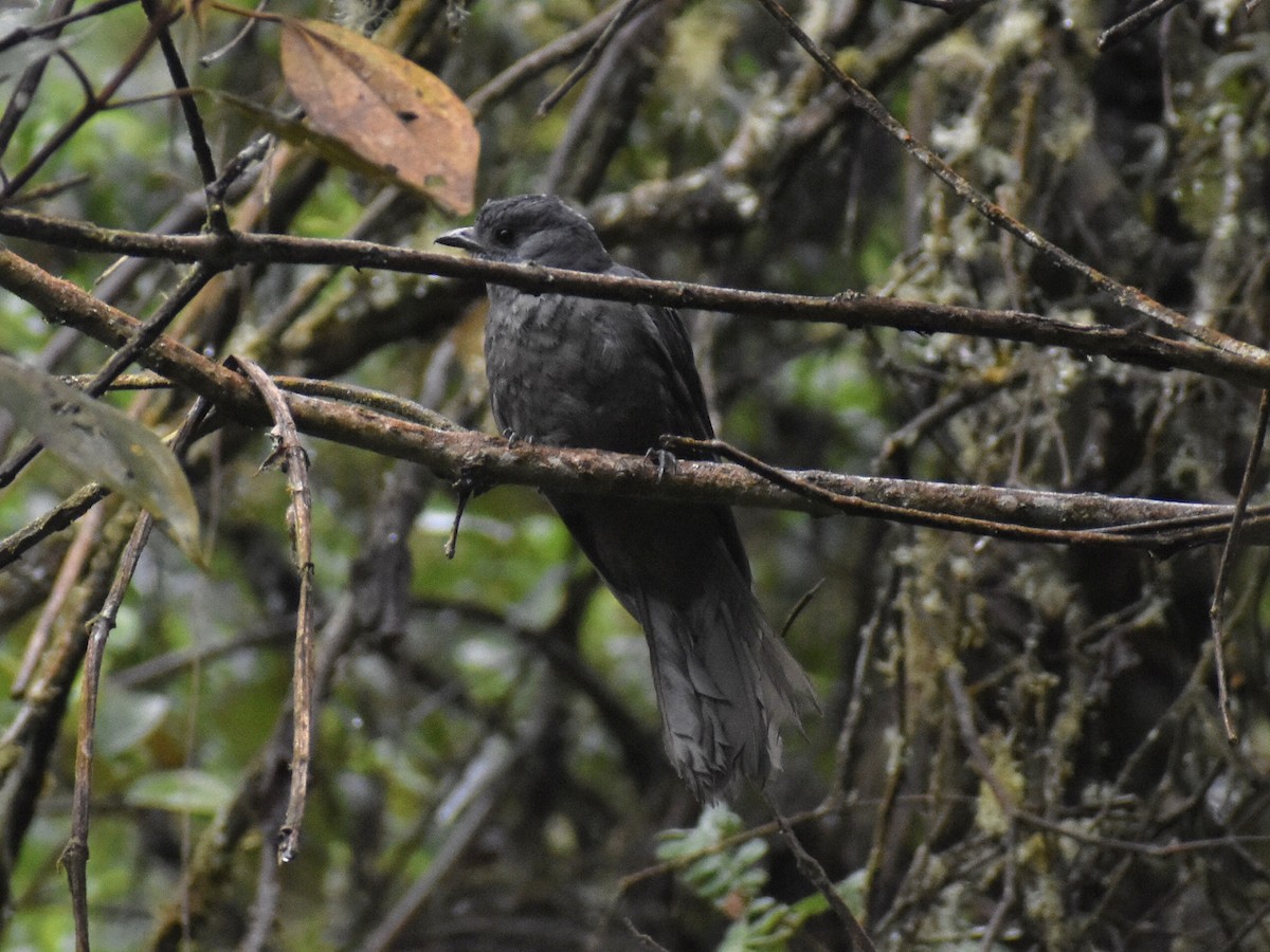 Dusky Piha - ML640065960