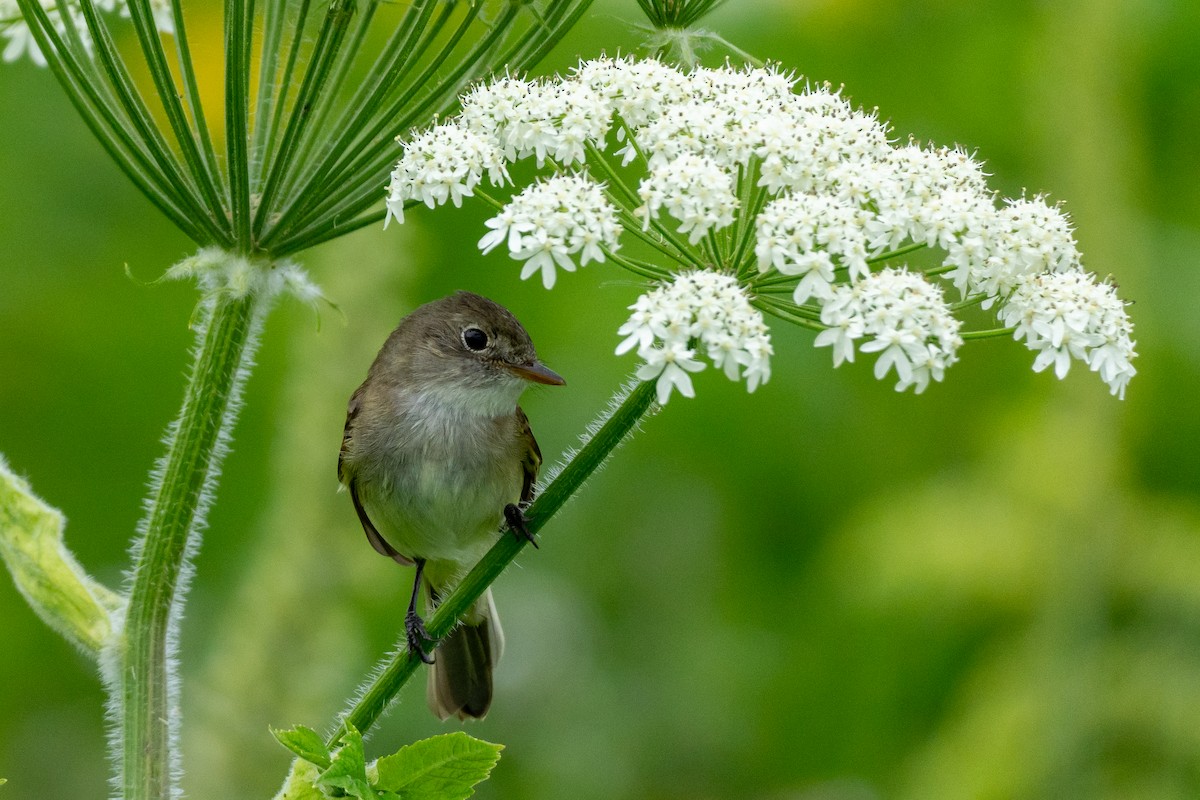 Alder Flycatcher - ML640065966