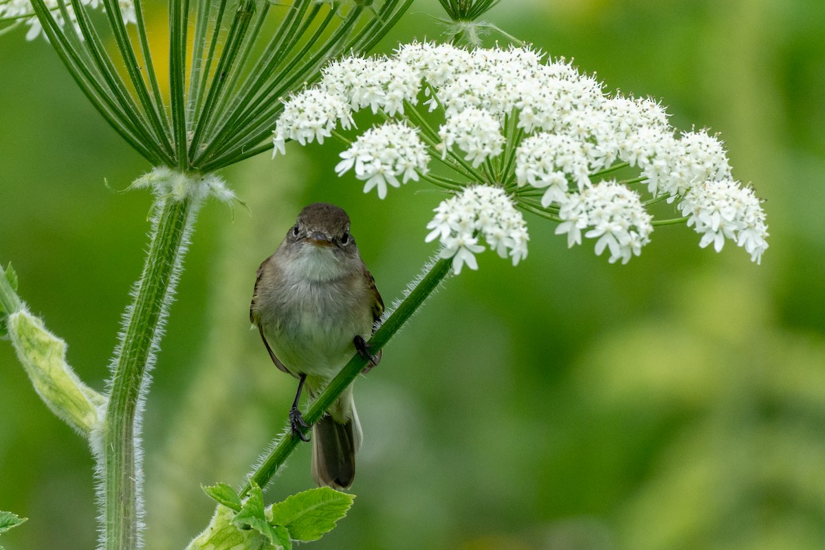 Alder Flycatcher - ML640065967