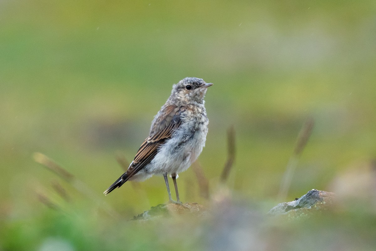 Northern Wheatear - ML640065988