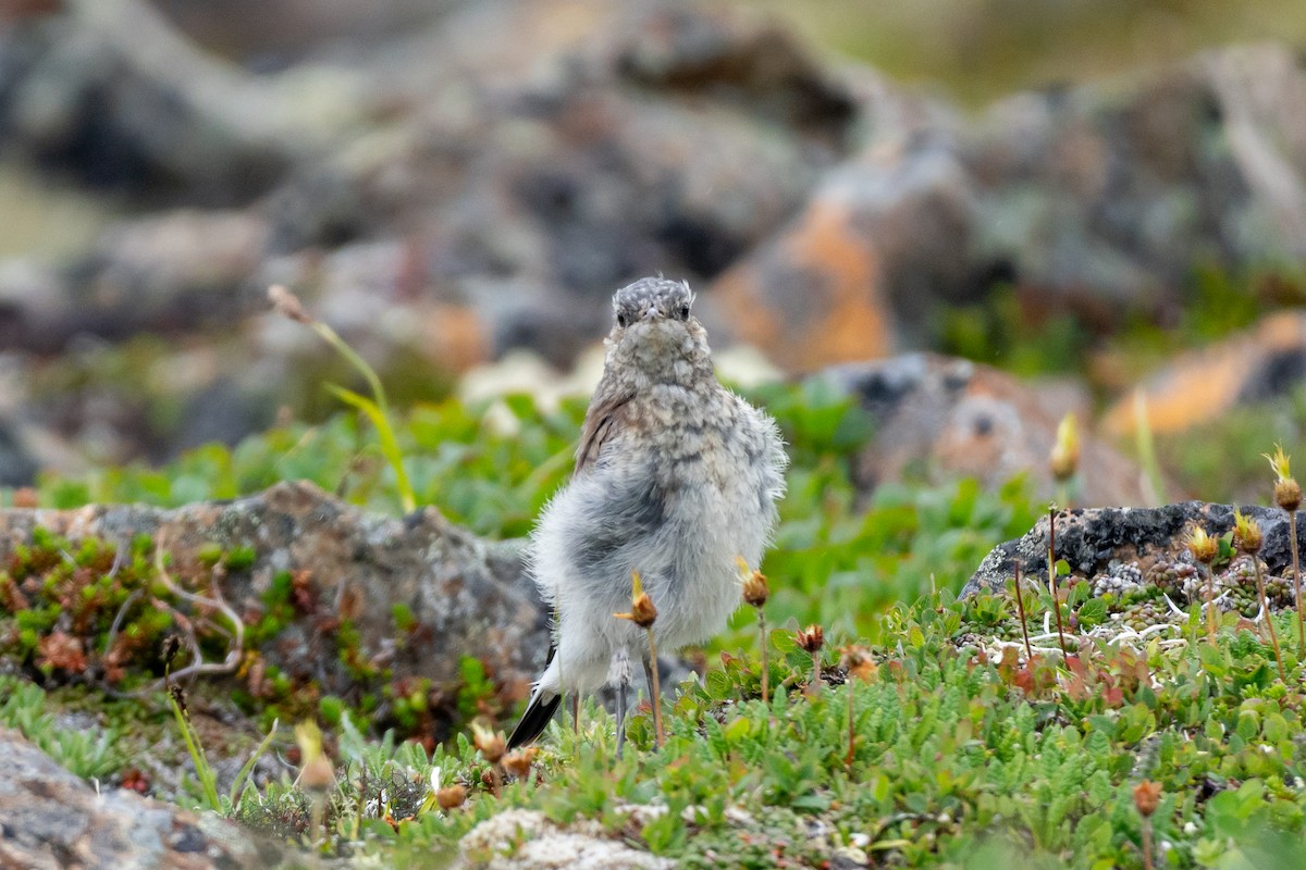 Northern Wheatear - ML640065989