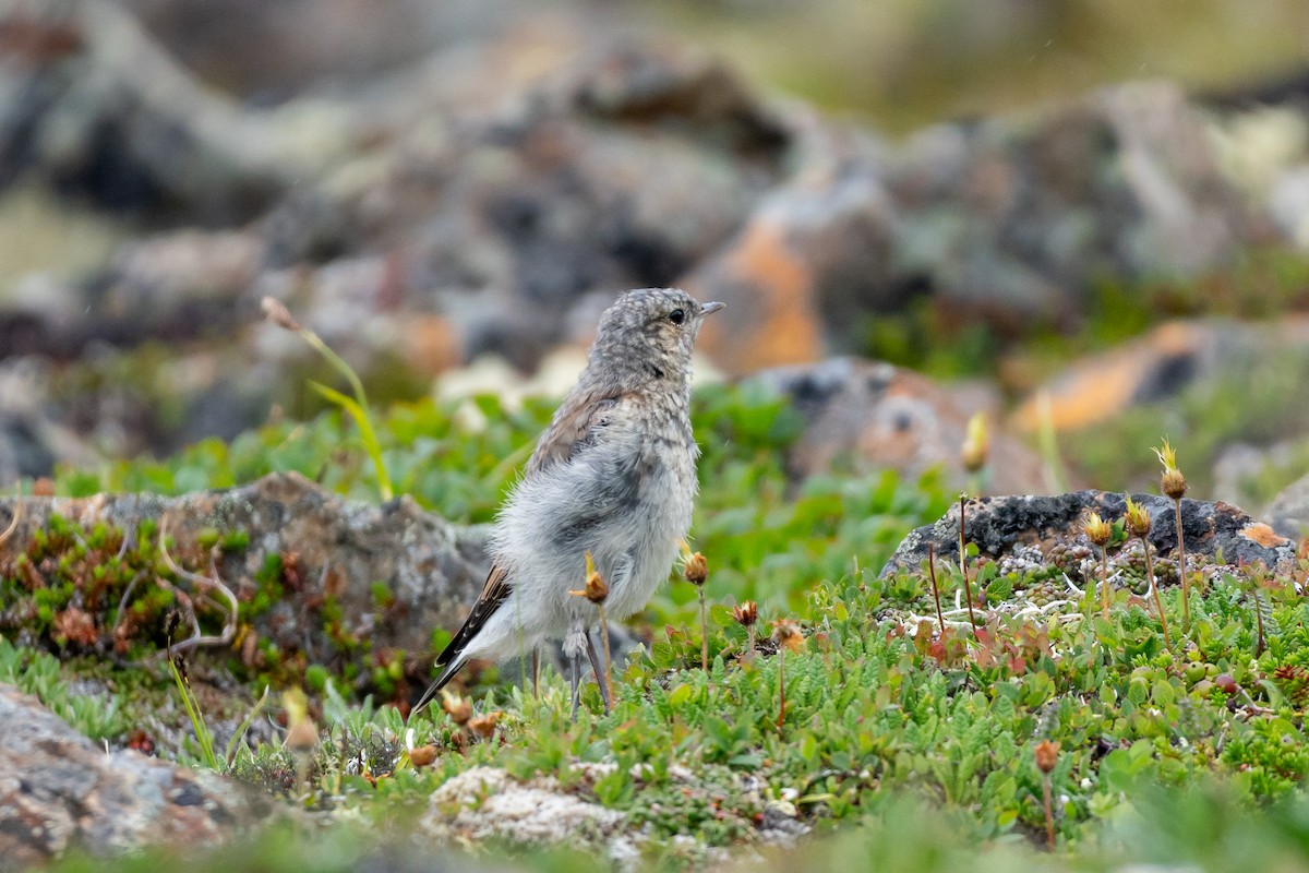 Northern Wheatear - ML640065990
