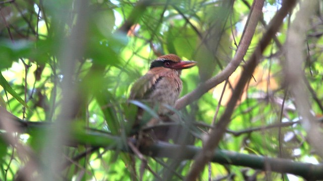 Sulawesi Lilac Kingfisher - ML640065999