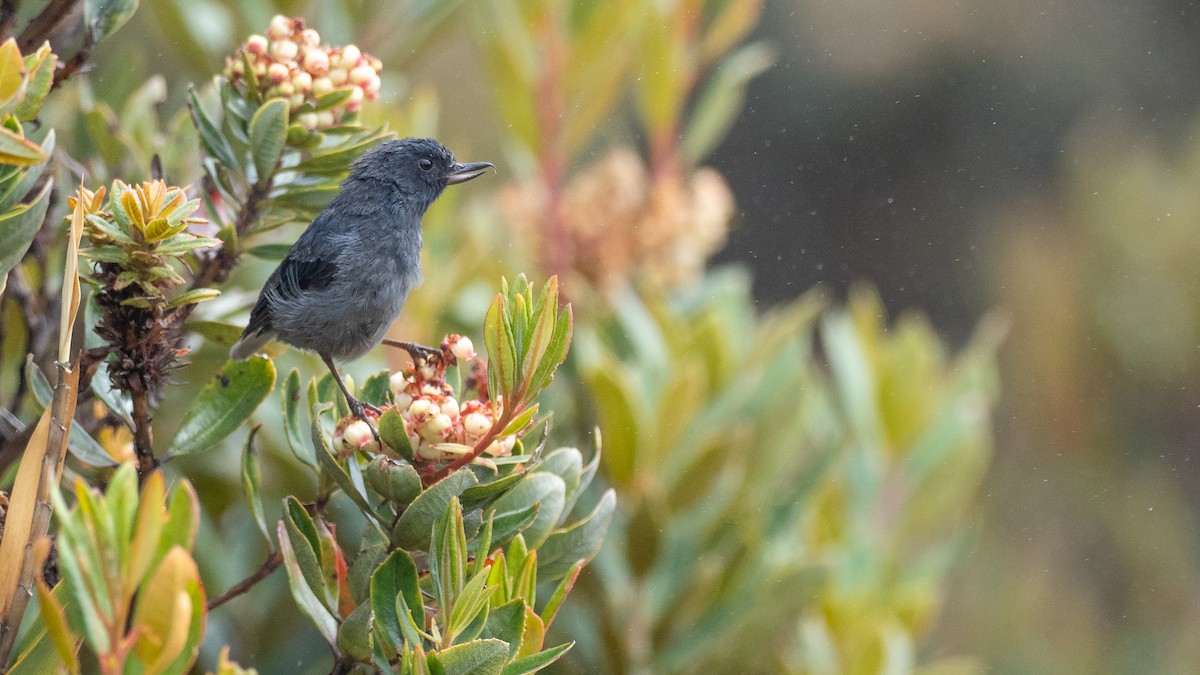 Slaty Flowerpiercer - ML640066022