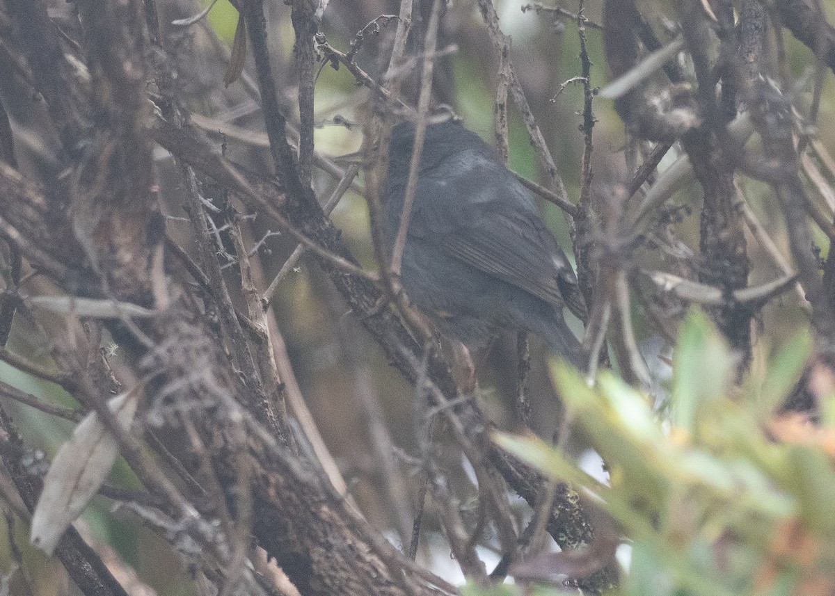 Peg-billed Finch - ML640066028
