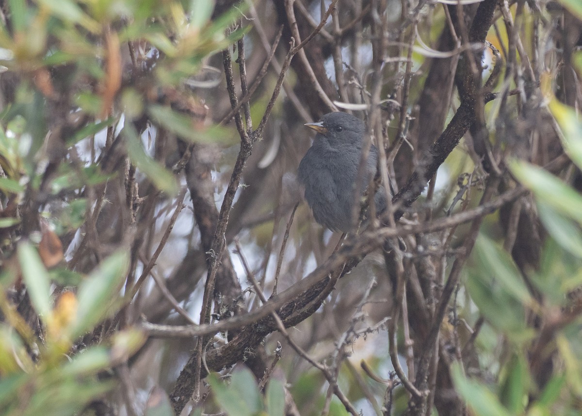 Peg-billed Finch - ML640066032