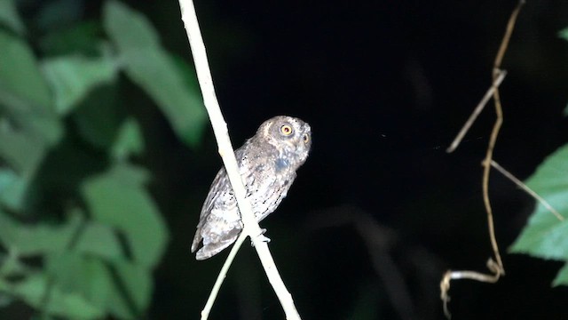 Sulawesi Scops-Owl - ML640066055
