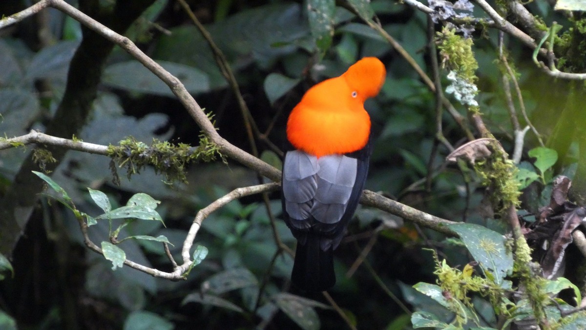 Andean Cock-of-the-rock - ML640066089