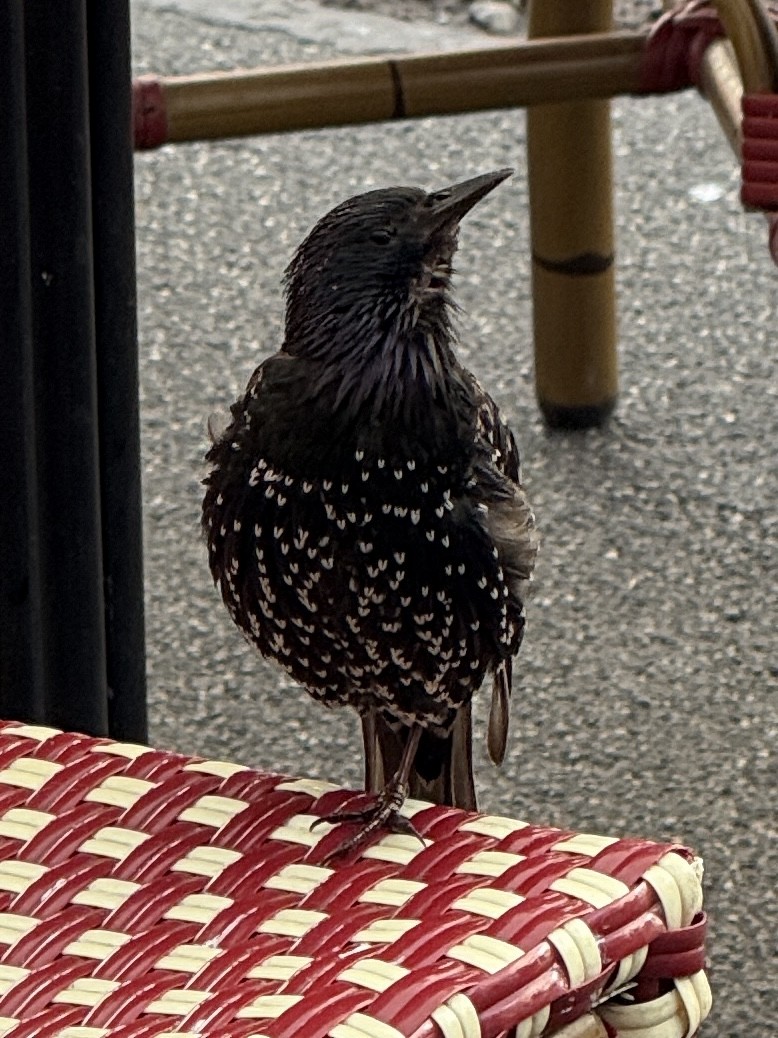 European Starling - ML640066128