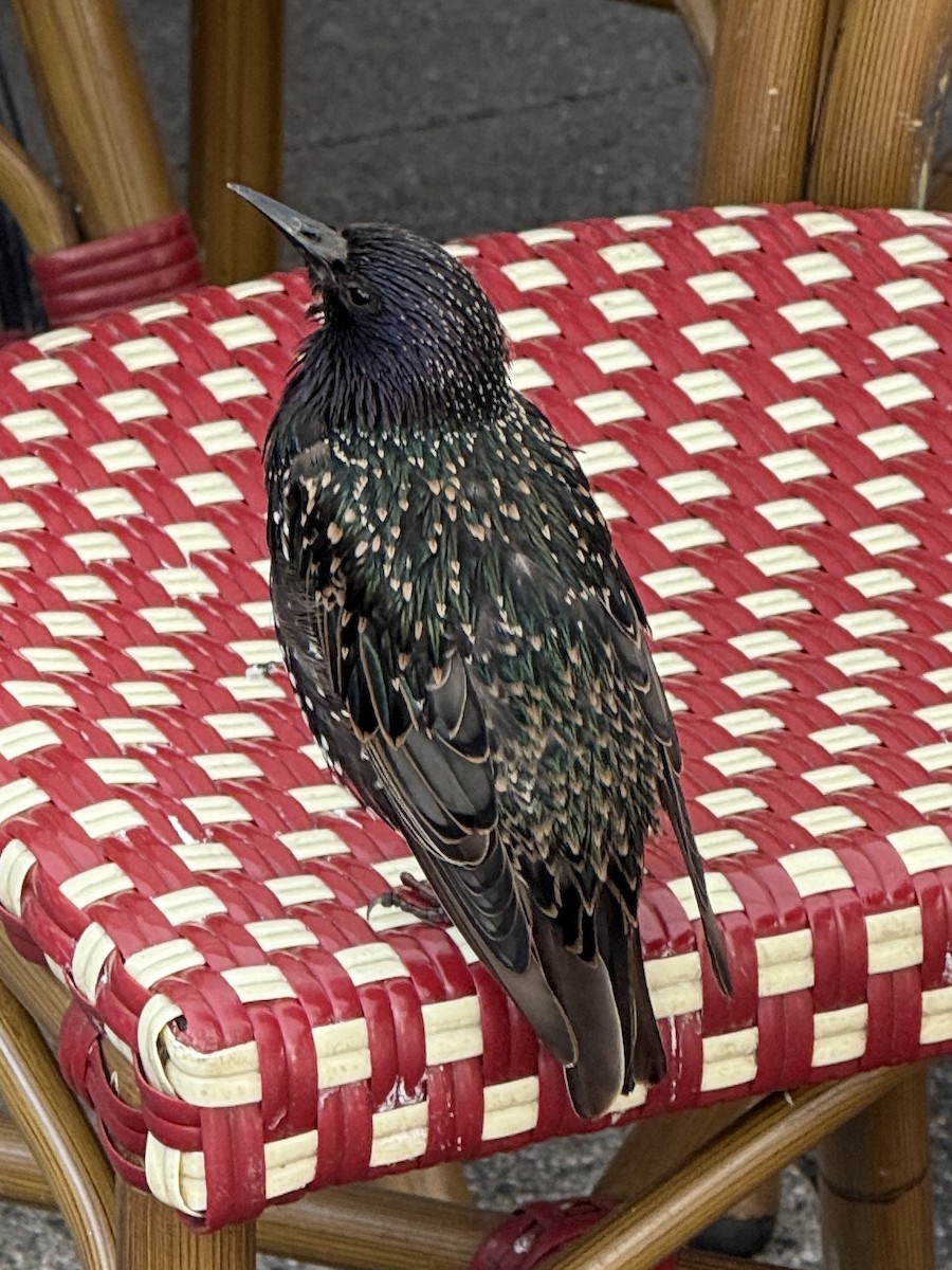 European Starling - ML640066129