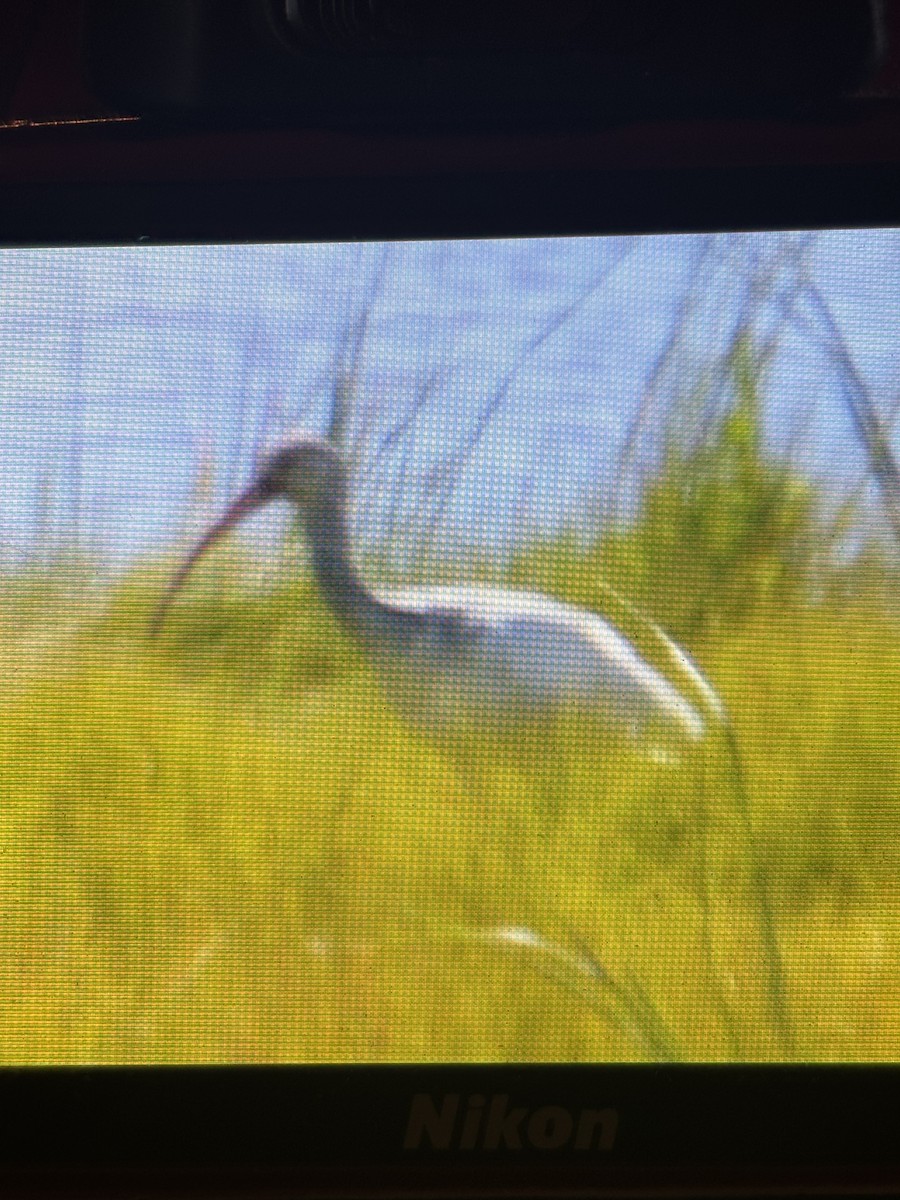 White Ibis - ML640066217