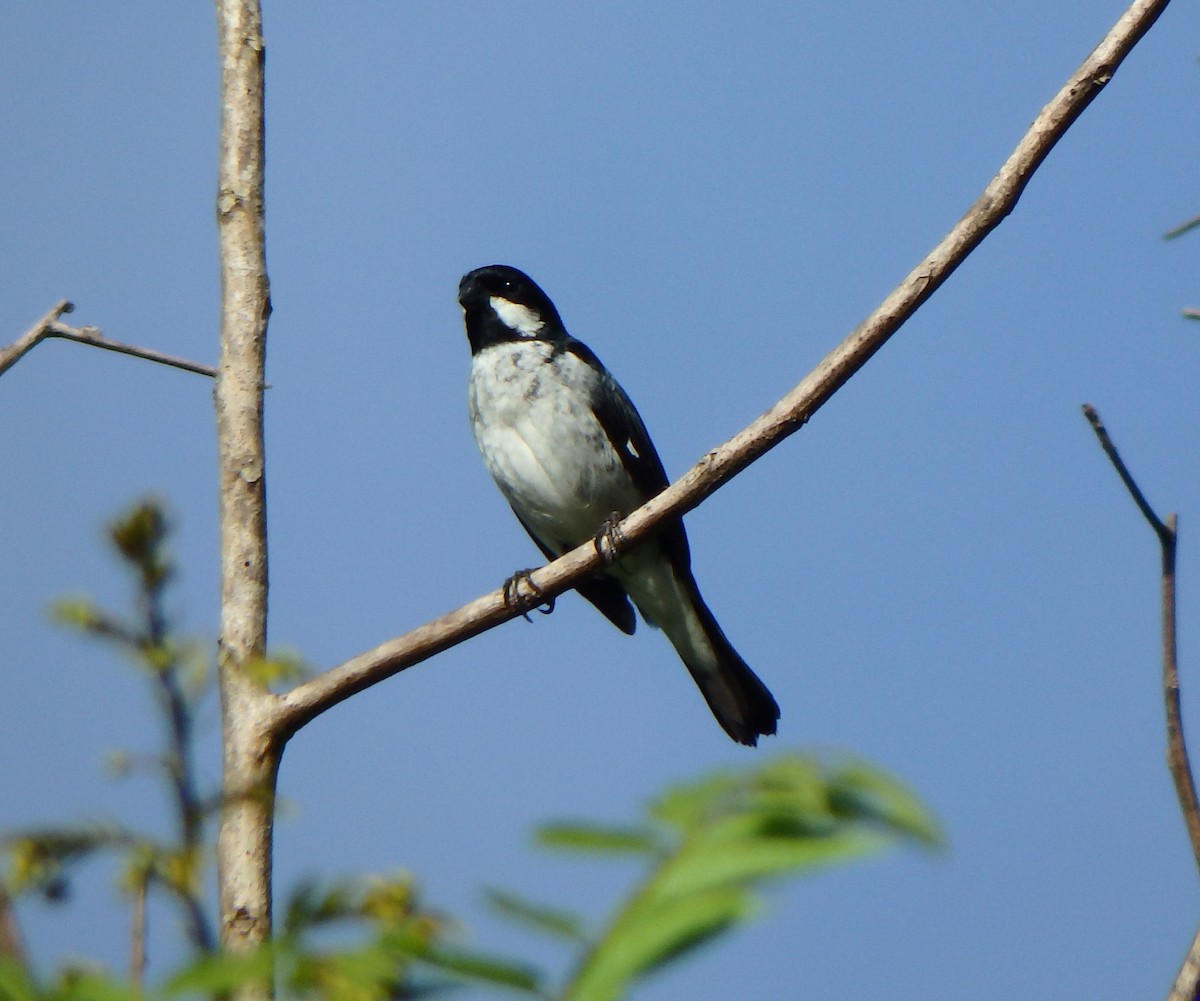 Lesson's Seedeater - ML640066220