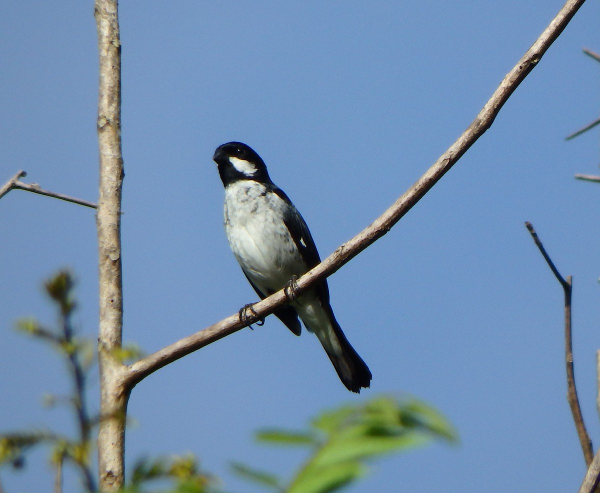 Lesson's Seedeater - ML640066228