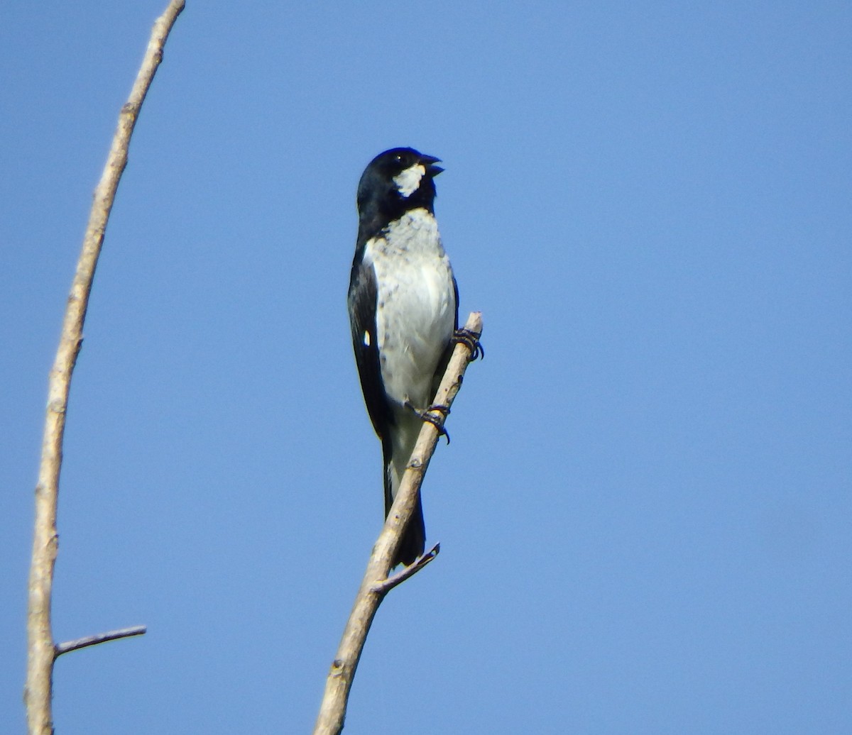 Lesson's Seedeater - ML640066230