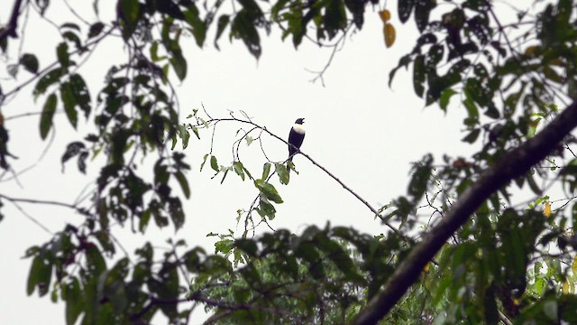 White-necked Myna (Southern) - ML640066363