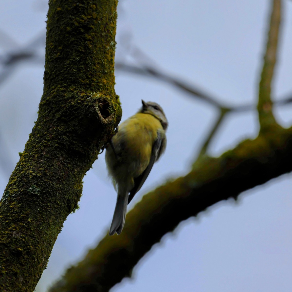 Eurasian Blue Tit - ML640066413