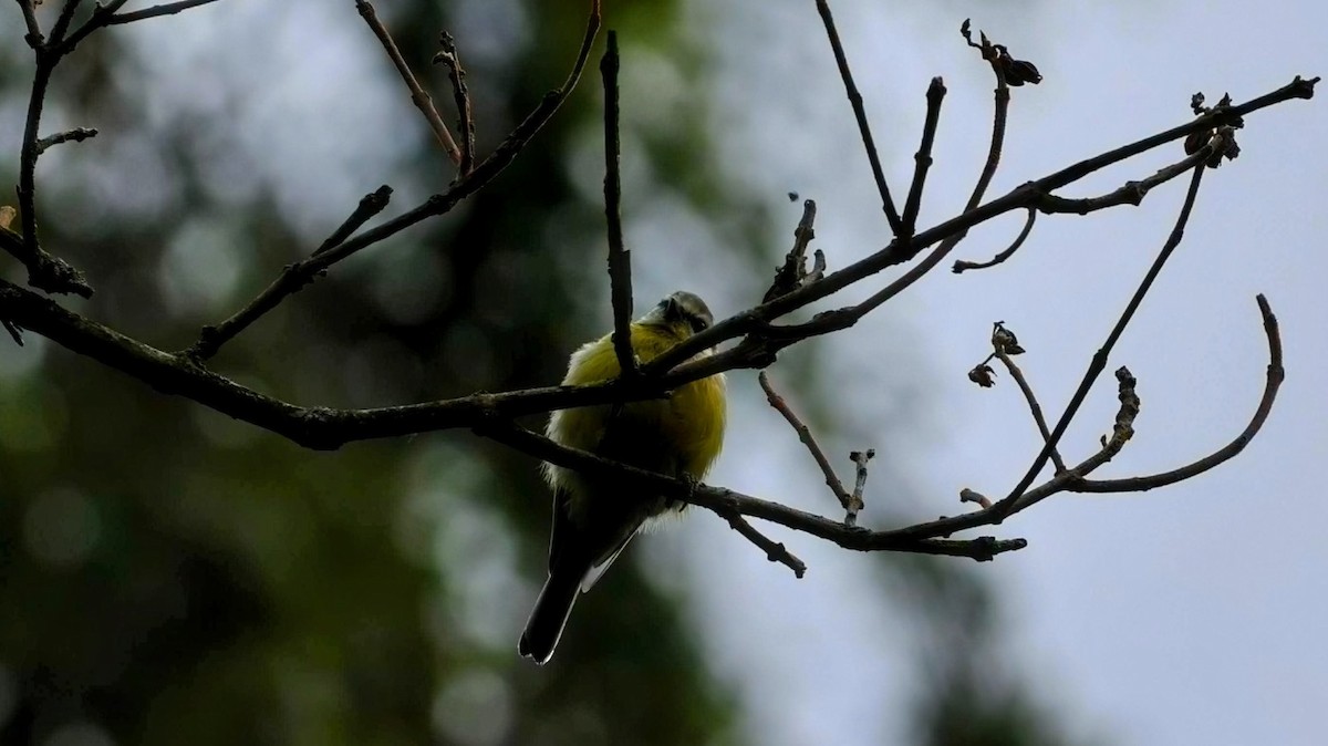 Eurasian Blue Tit - ML640066414
