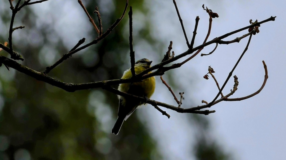 Eurasian Blue Tit - ML640066415