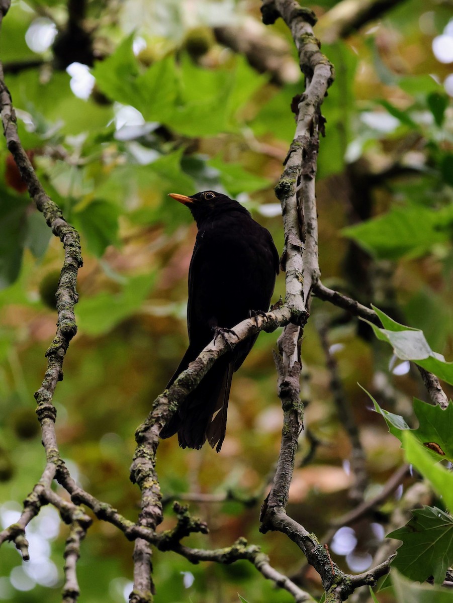 Eurasian Blackbird - ML640066441