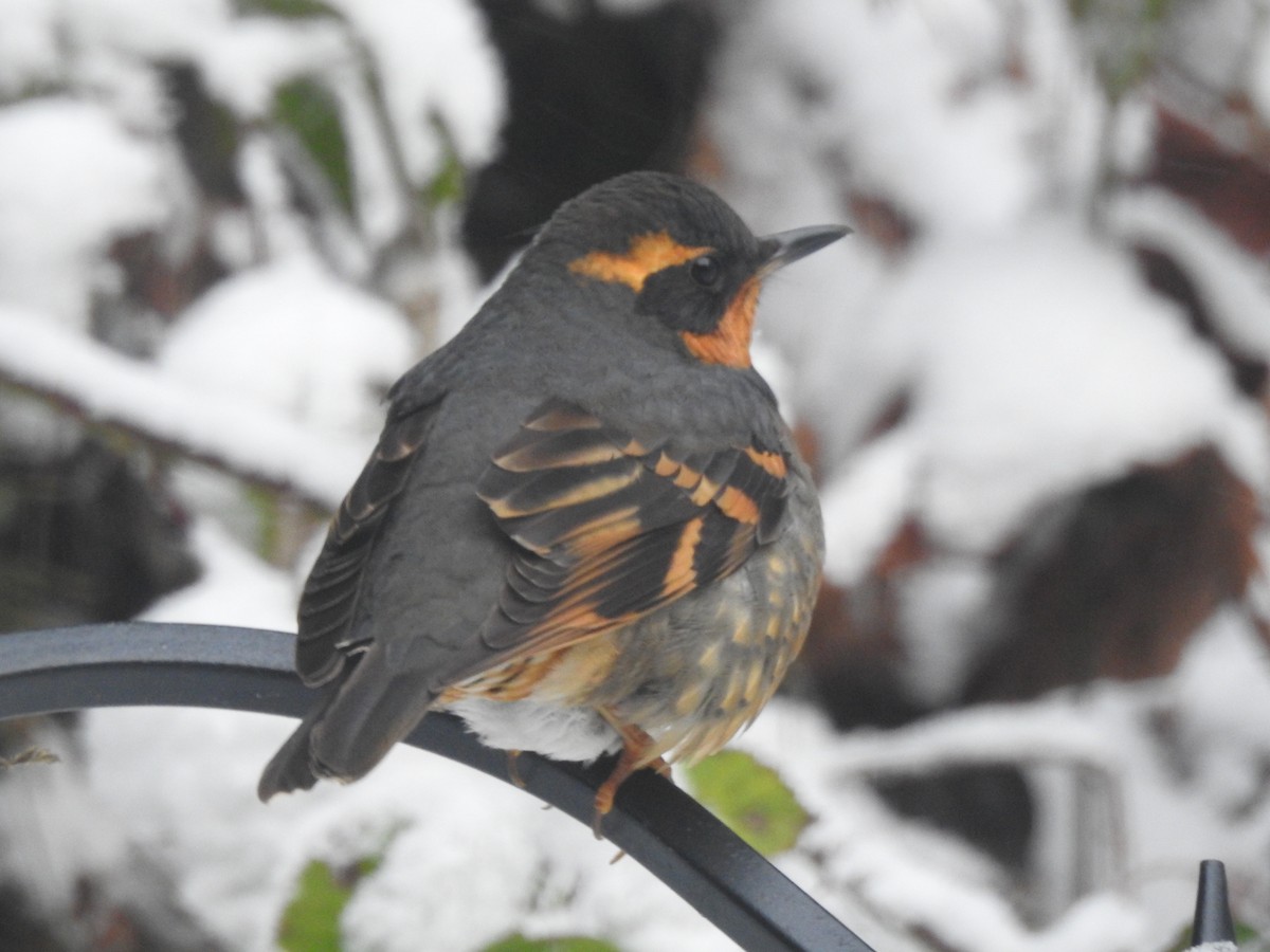 Varied Thrush - ML640066453
