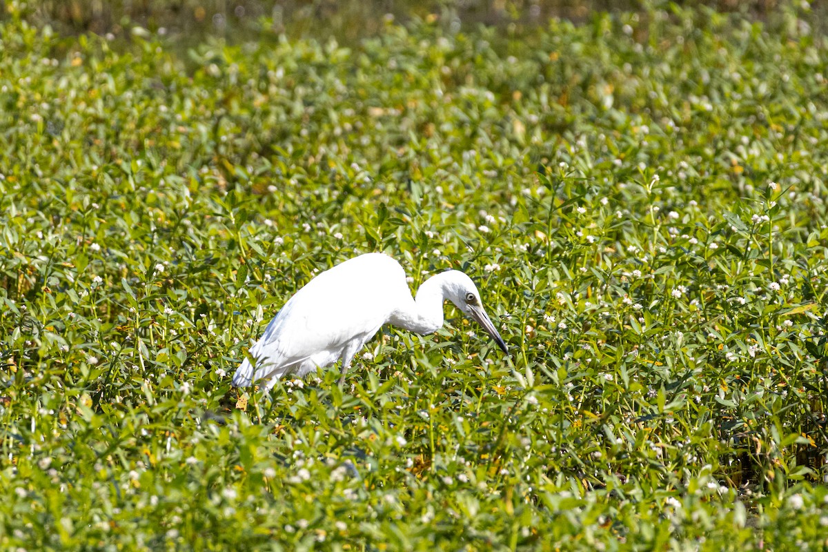 Little Blue Heron - ML640066467