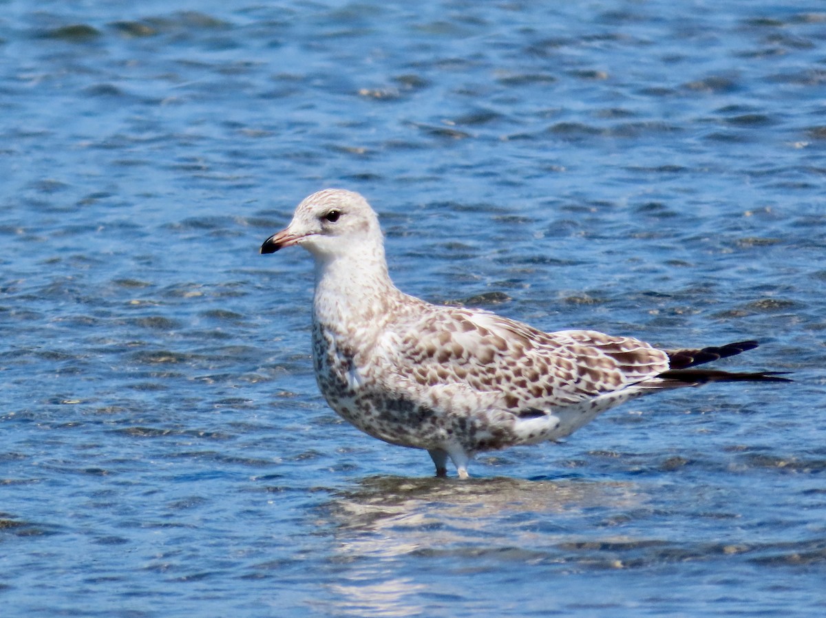 クロワカモメ - ML640066491