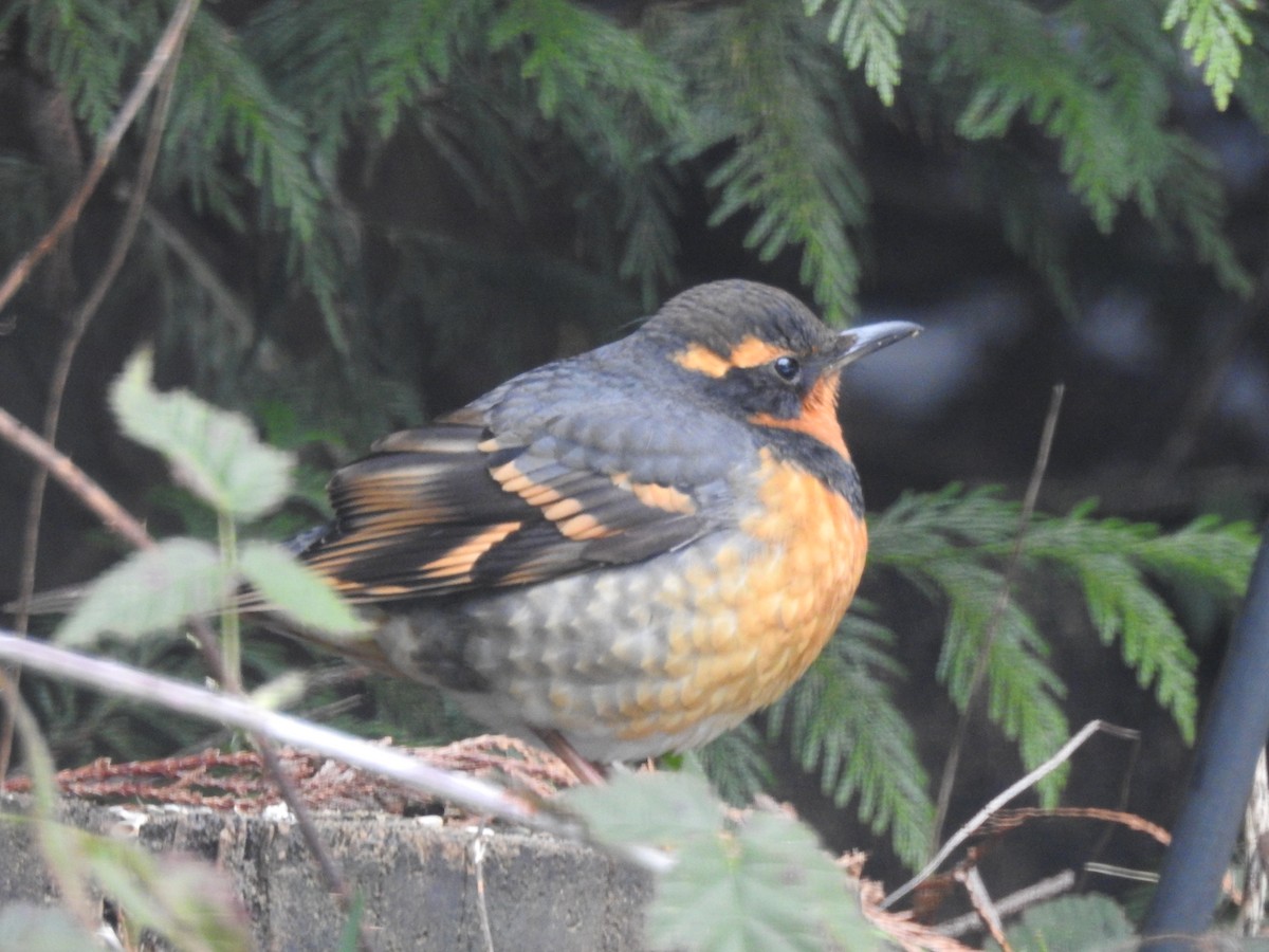 Varied Thrush - ML640066502