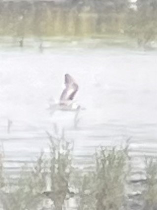 White-winged Tern - ML640066541