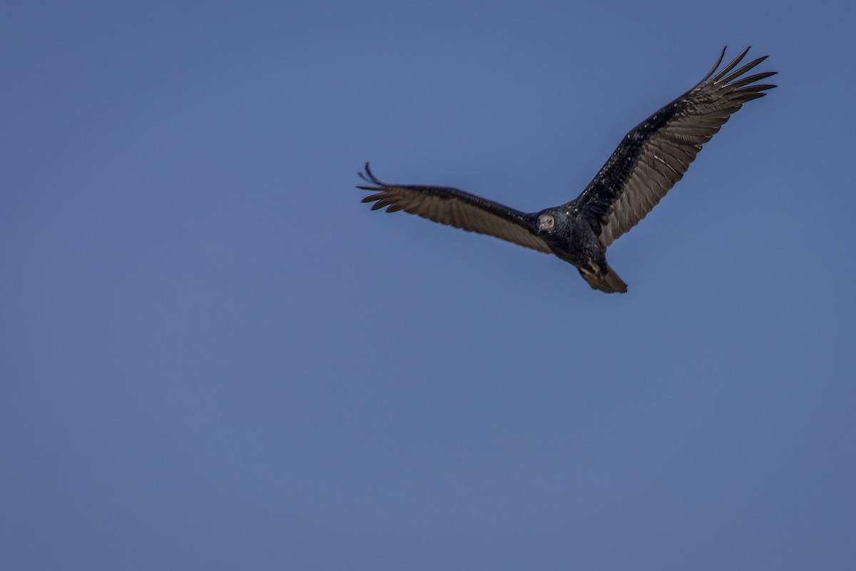 Turkey Vulture - ML640066560