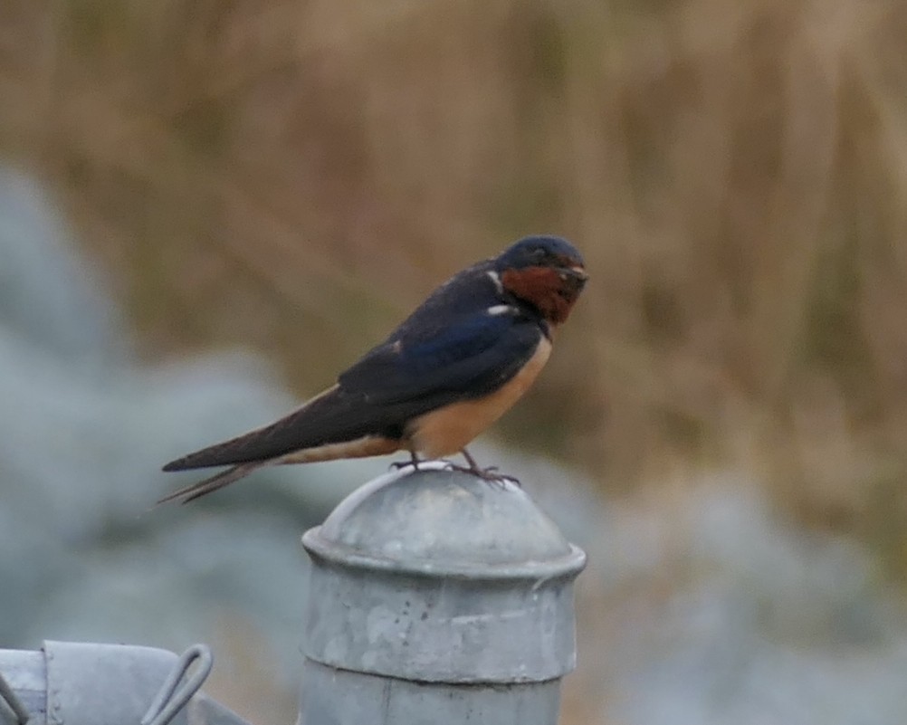 Ластівка сільська - ML640066577