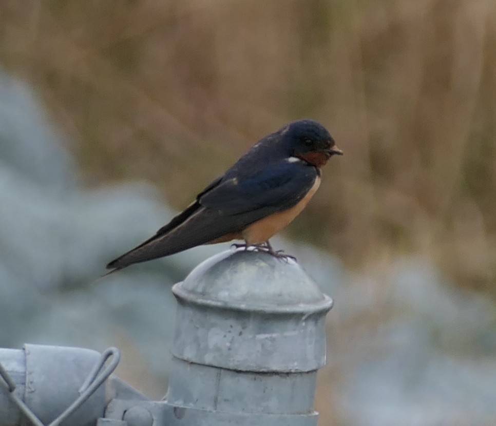 Ластівка сільська - ML640066578