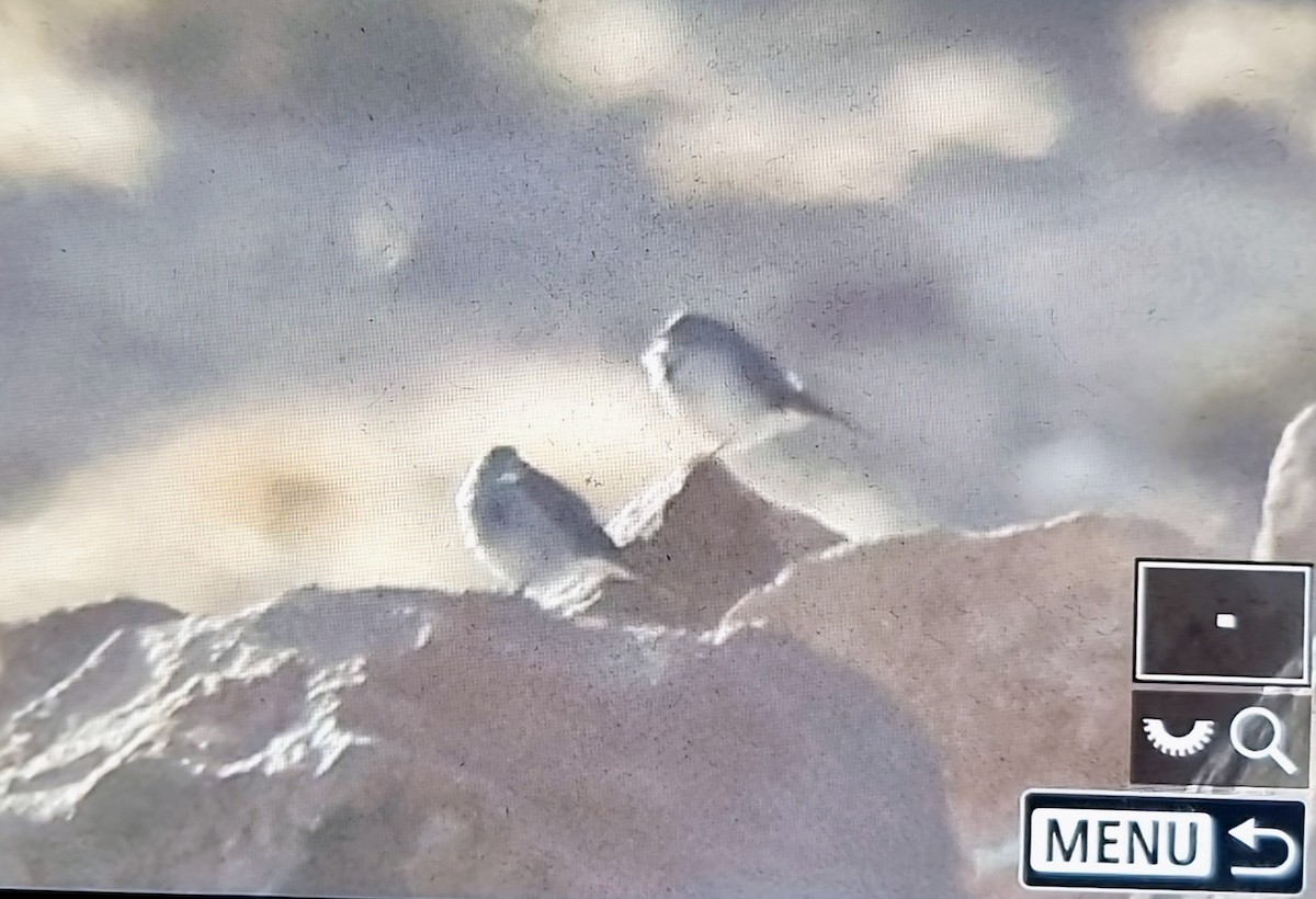 ノドジロヤマシトド - ML640066592