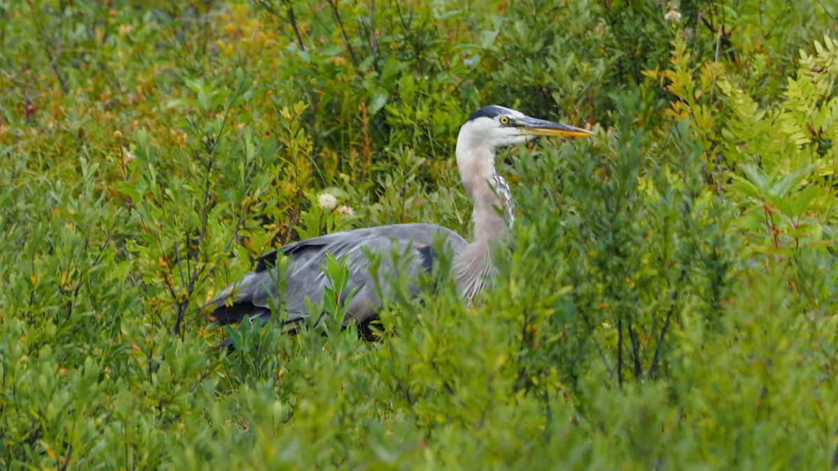 Great Blue Heron - ML640066650