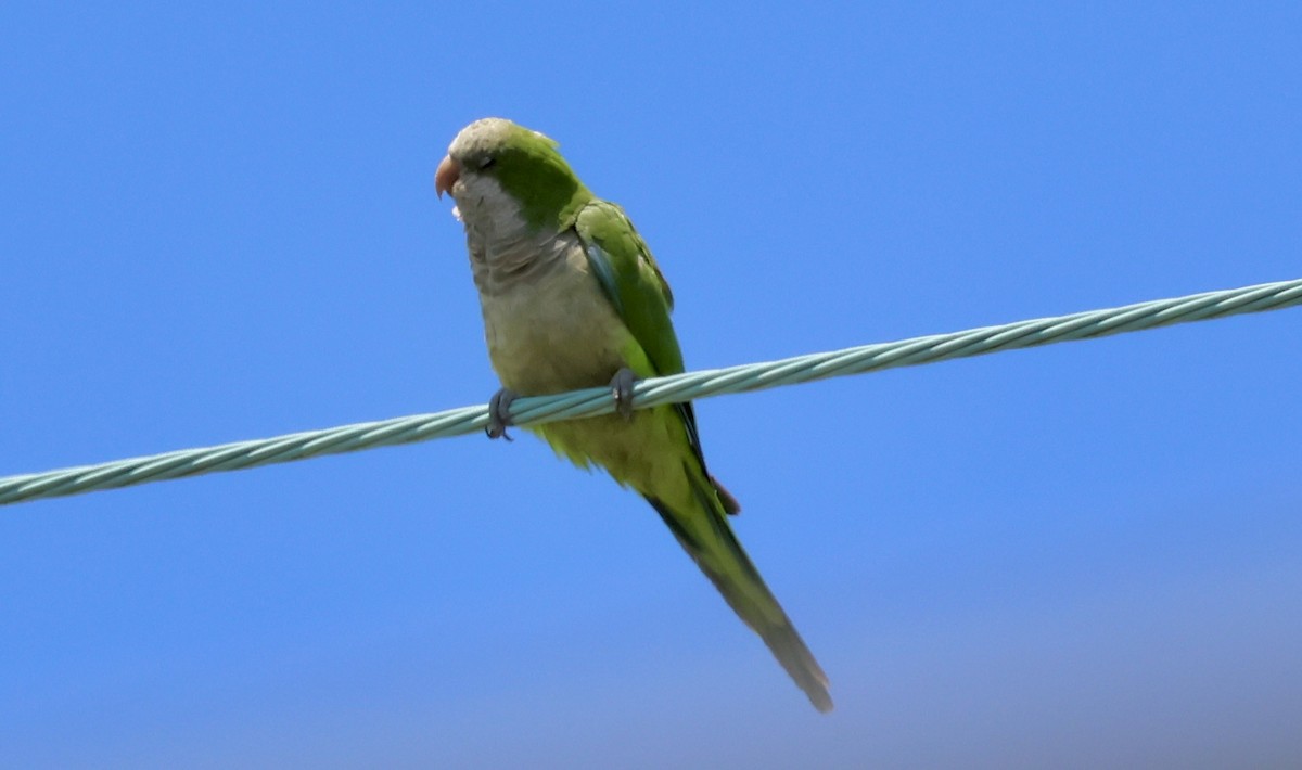 Monk Parakeet - ML640066654