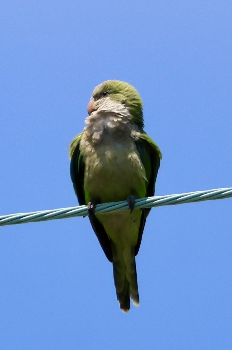 Monk Parakeet - ML640066655