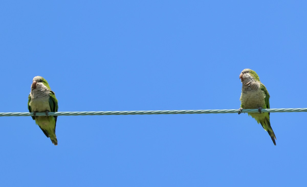 Monk Parakeet - ML640066656
