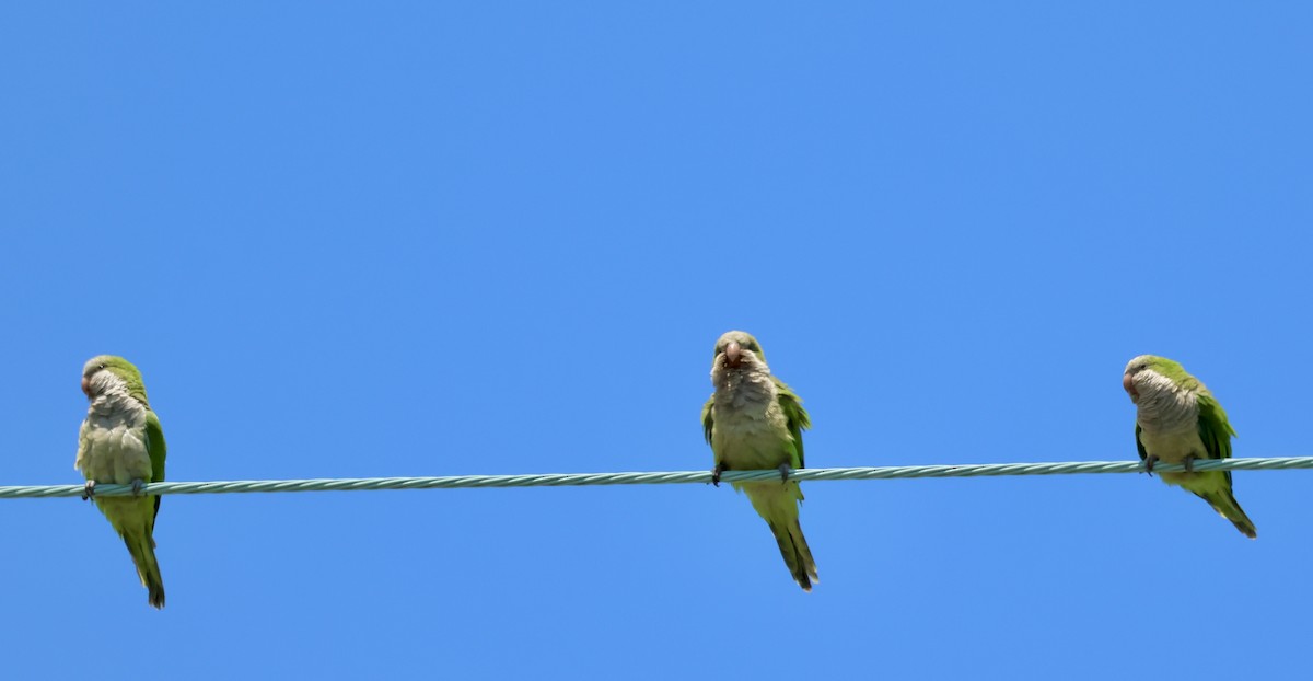 Monk Parakeet - ML640066657