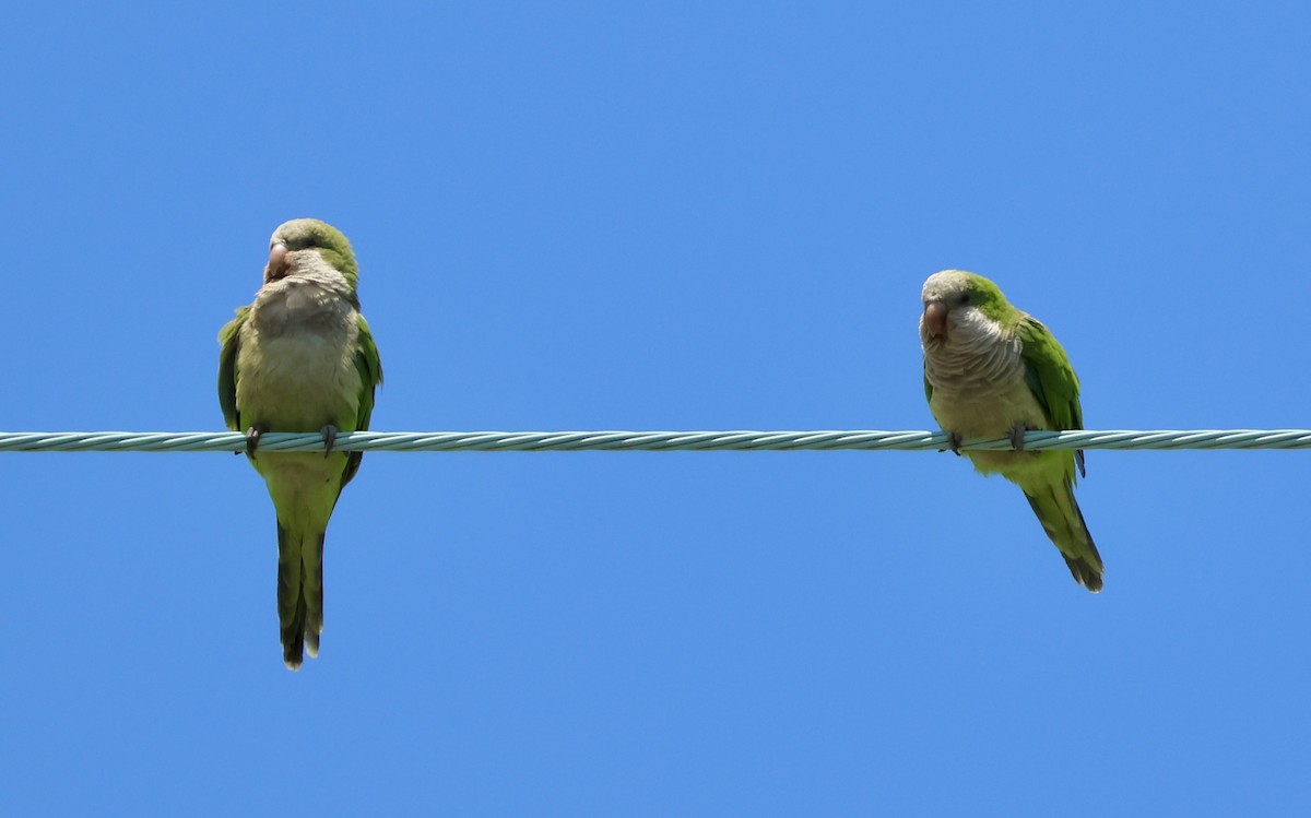 Monk Parakeet - ML640066658