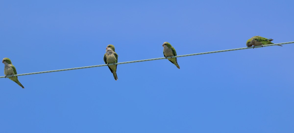 Monk Parakeet - ML640066660