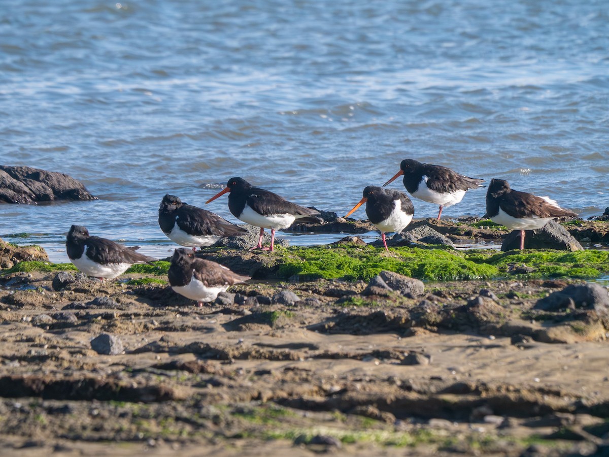 South Island Oystercatcher - ML640066668