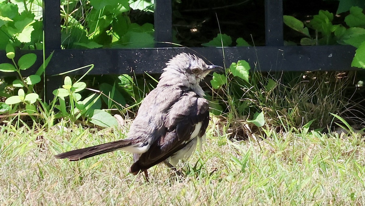 Northern Mockingbird - ML640066669