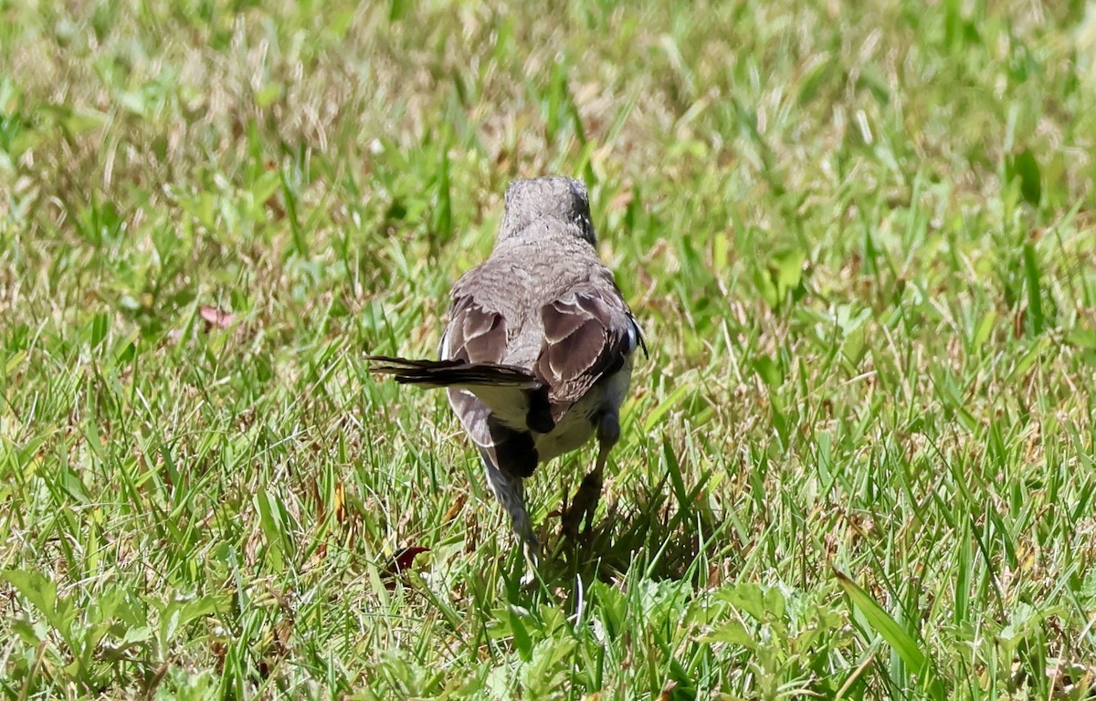 Northern Mockingbird - ML640066670